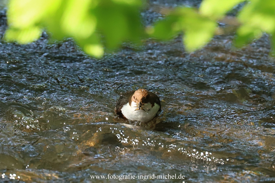 Wasseramsel mit Futter im Schnabel