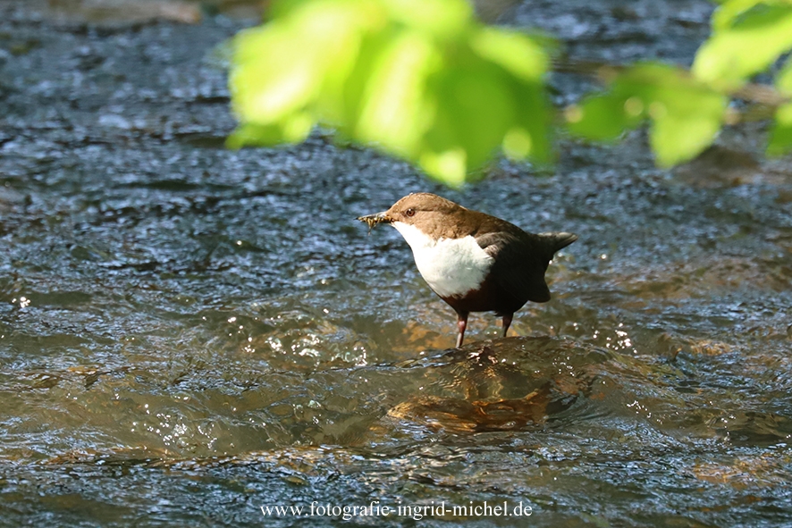 Wasseramsel mit Futter