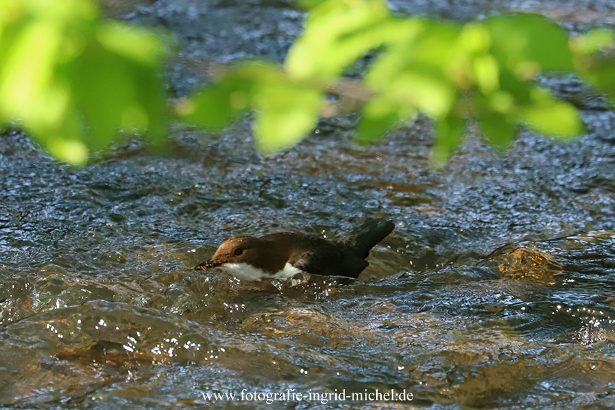 Eine Wasseramsel schwimmt im Wasser