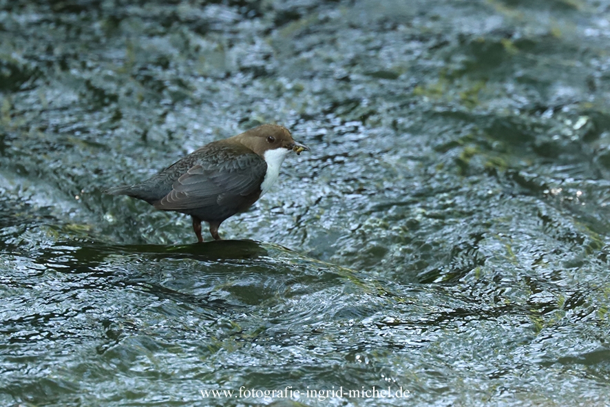 Wasseramsel mit Futter