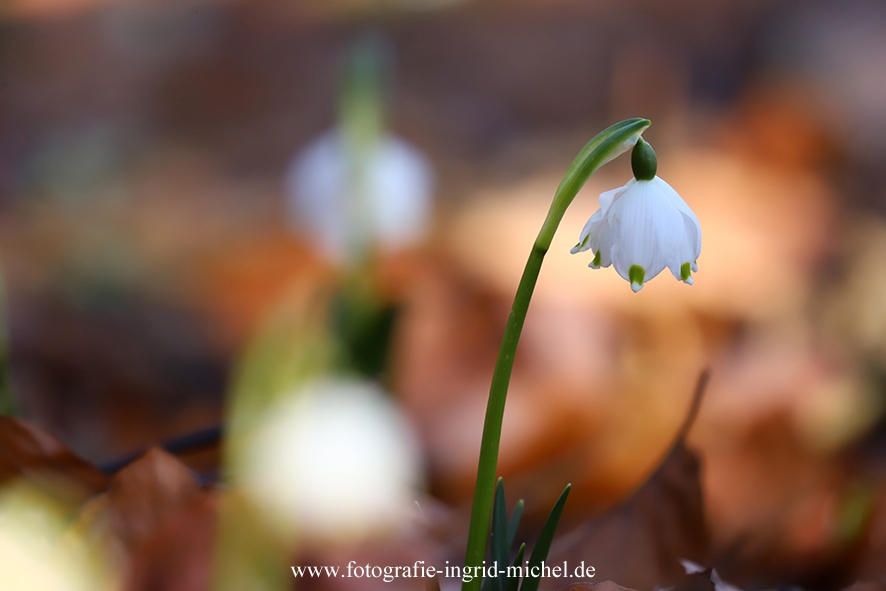 Märzenbecher (Leucojum vernum)