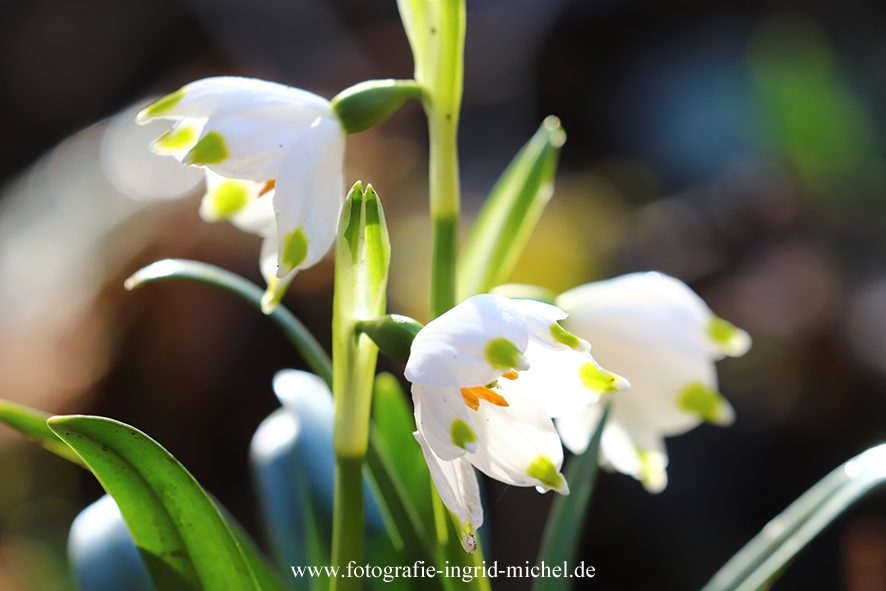 Märzenbecher (Leucojum vernum) im Morgenlicht