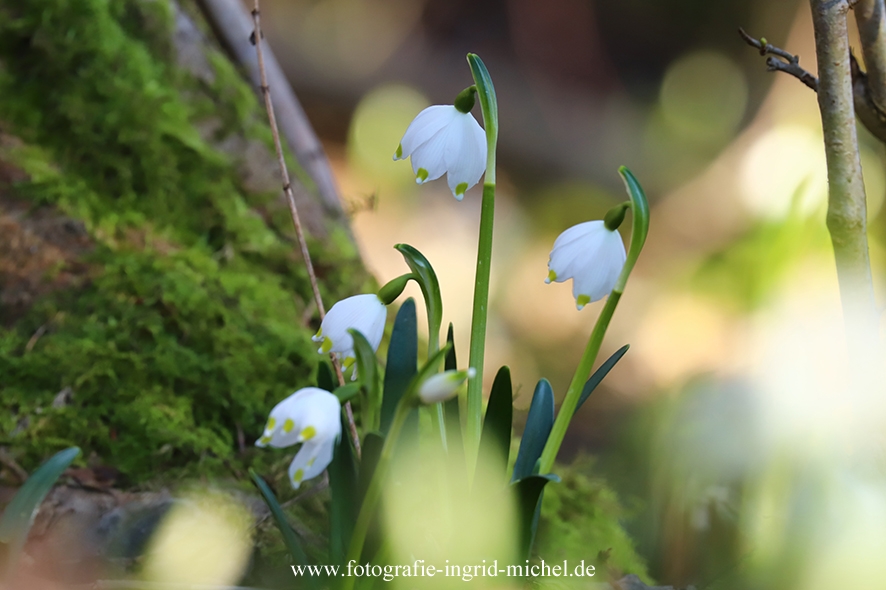 Märzenbecher (Leucojum vernum)