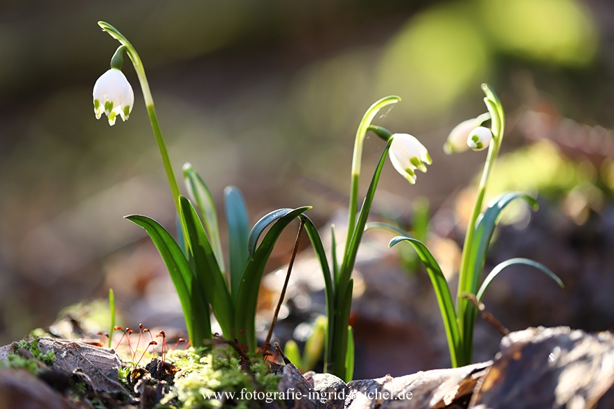 Märzenbecher (Leucojum vernum)