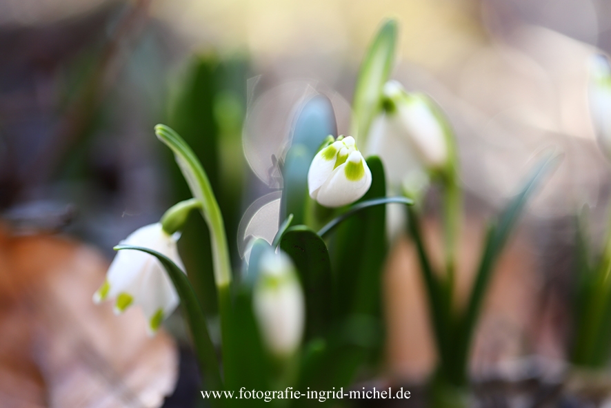 Märzenbecher (Leucojum vernum)