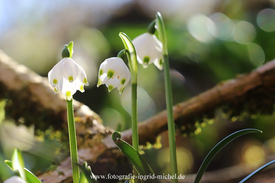 Märzenbecher (Leucojum vernum)