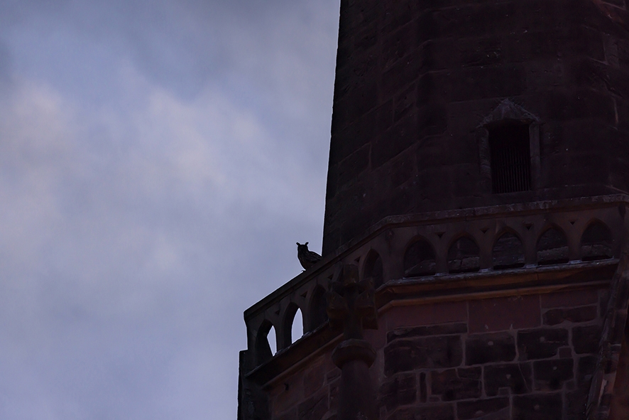 Uhu in Marburg auf dem Nordturm der Elisabethkirche
