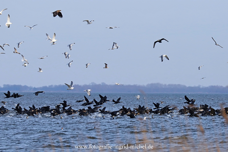 Ein Seeadler sorgt für Aufregung