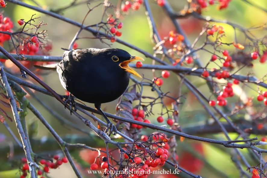 Amsel mit fliegender Beere