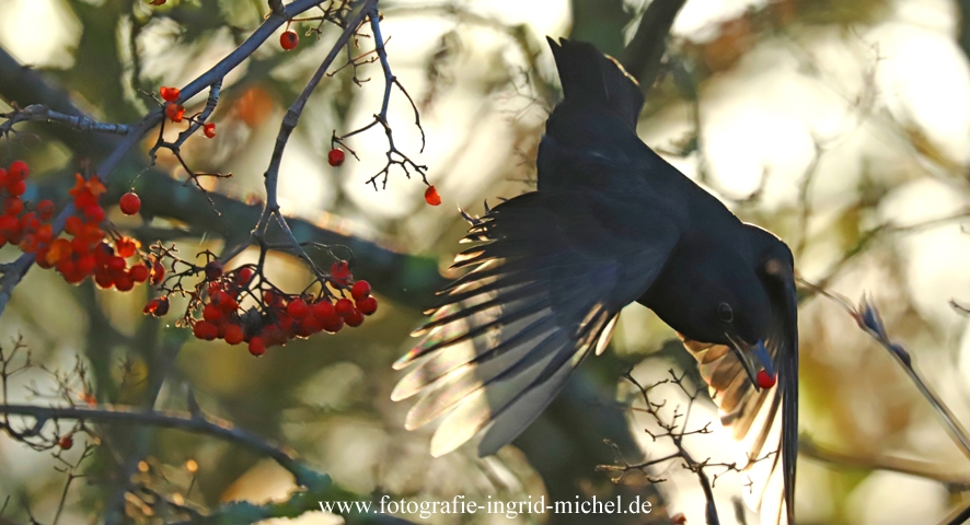 Amsel fliegt mit Beere davon 