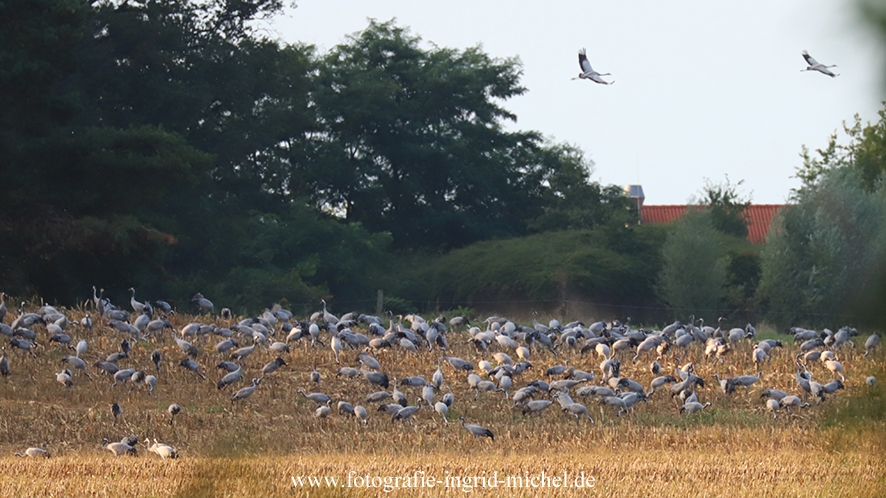 Kraniche stehen auf einem Feld bei Linum