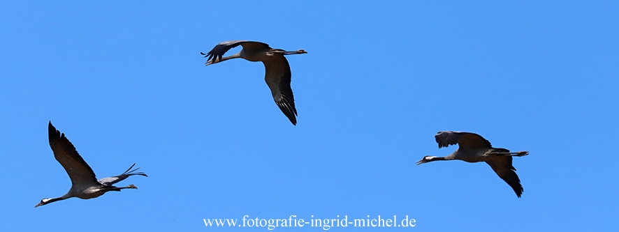 Eine Kranichfamilie fliegt zum Feld