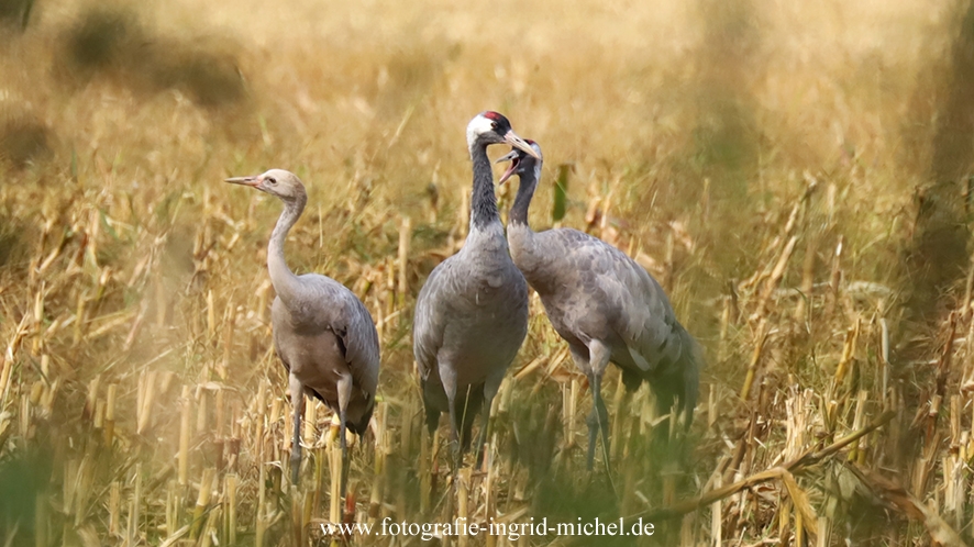 Kranichfamilie mit Jungtier