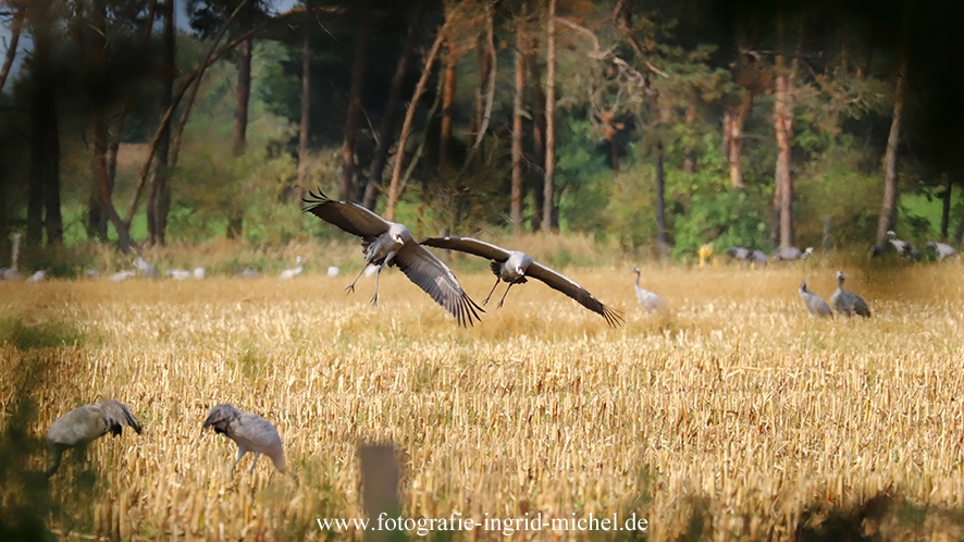 Kraniche landen auf einem Feld