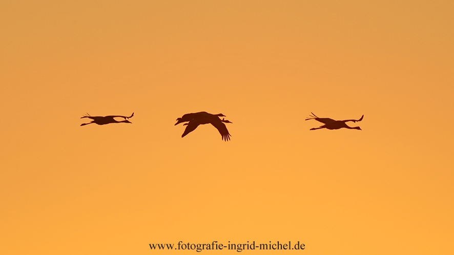 Kraniche am roten Abendhimmel auf dem Weg zum Schlafplatz