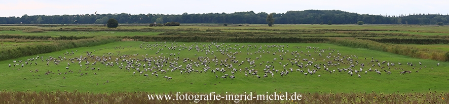 Anlenkfütterung der Kraniche am Günzer See