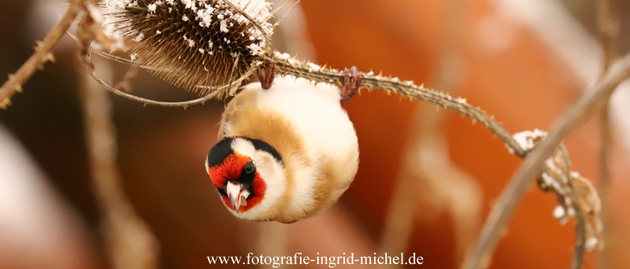 Stieglitz an der Wilden Karde