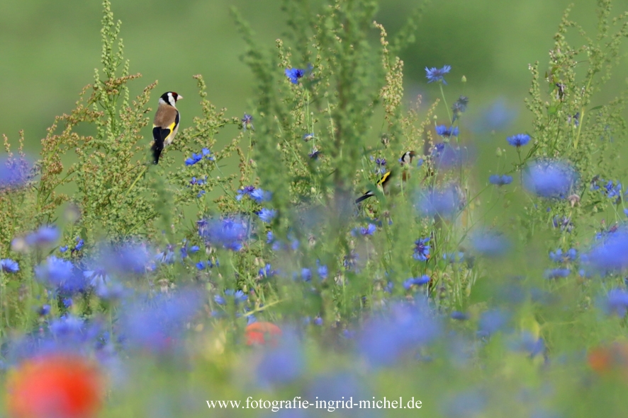 Stieglitze im Sommer in einem bunten Feld