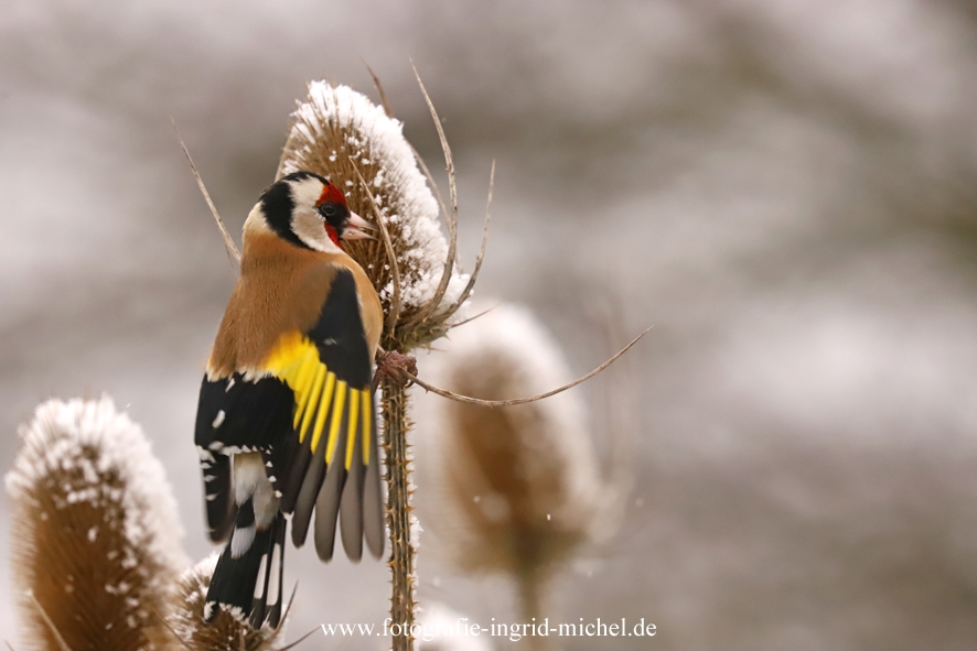 Stieglitz sucht im Schnee an der Wilden Karde nach Nahrung