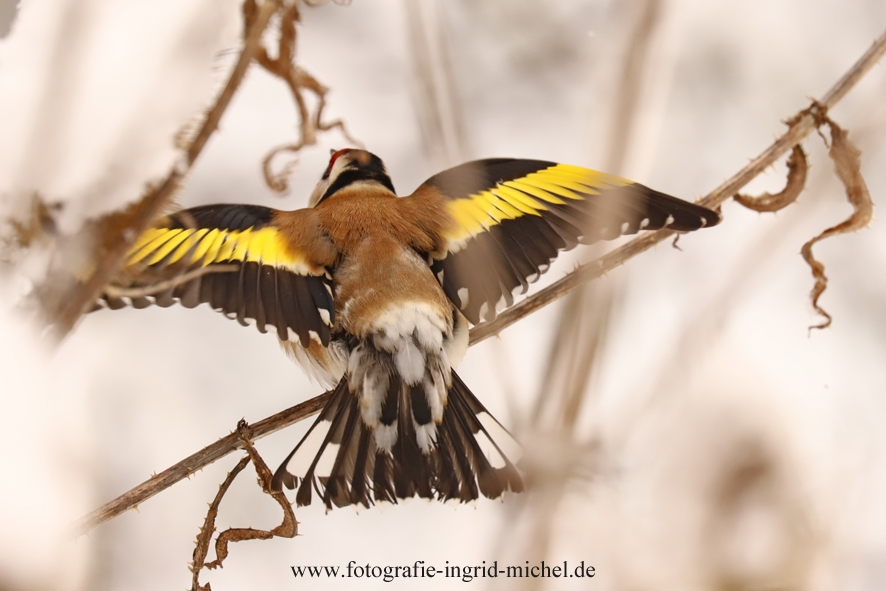 Stieglitz im Abflug