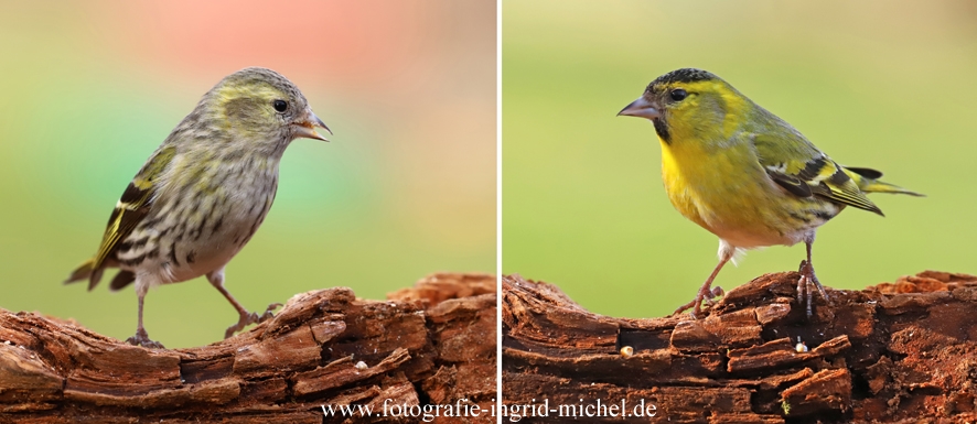 Erlenzeisig: Weibchen und Männchen im Vergleich