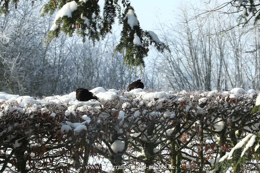 Amseln wärmen sich in der Sonne