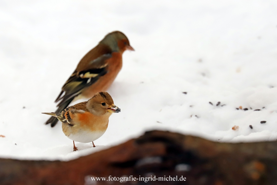 Bergfink und Buchfink