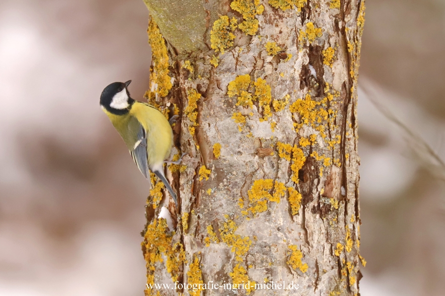 Kohlmeise sucht Insekten unter der Rinde