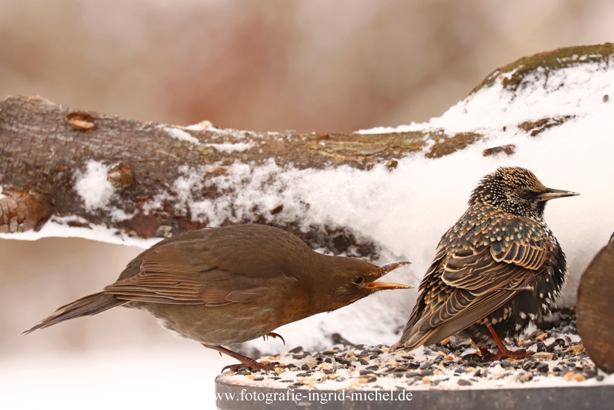 Amsel schimpft Star