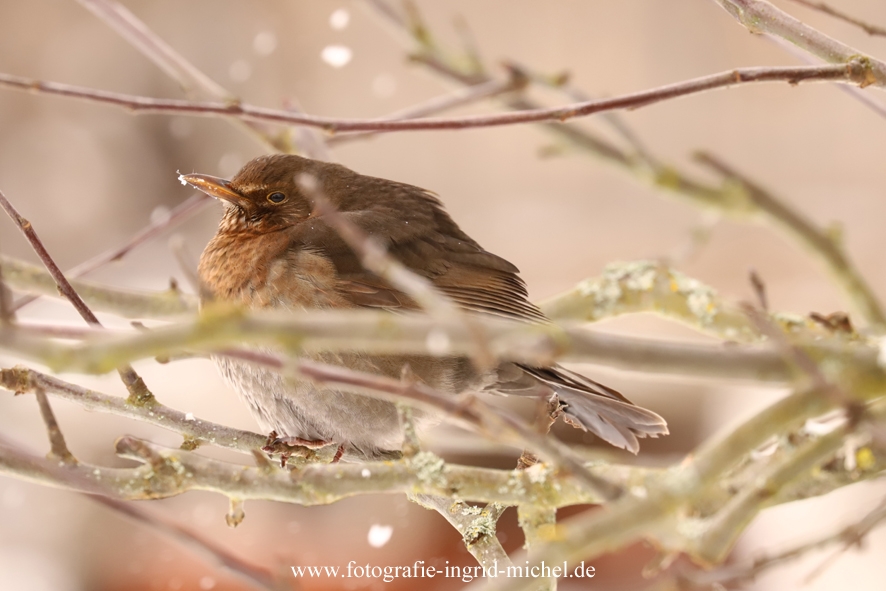 Aufgeplusterte Amsel