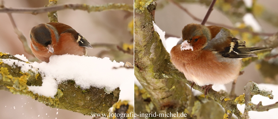 Buchfink frisst Schnee