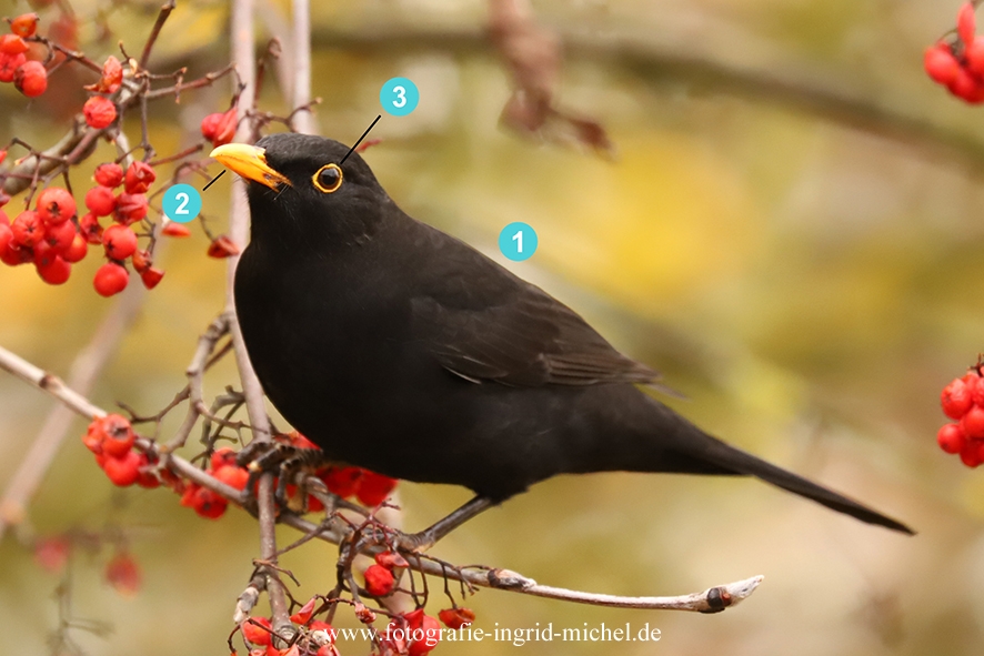 Fotografie Ingrid Michel Vogelportr t Amsel Turdus Merula 