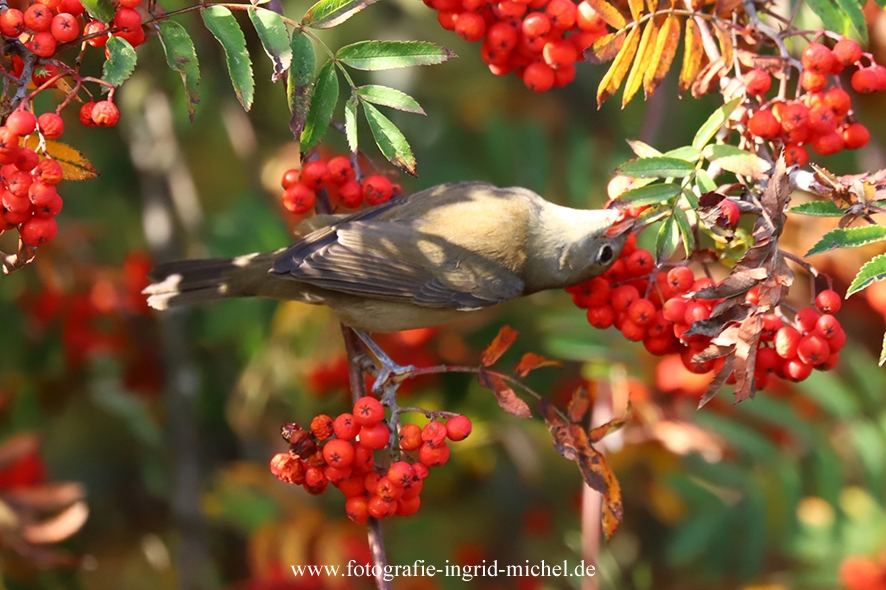 Mönchsgrasmücke frisst Beeren