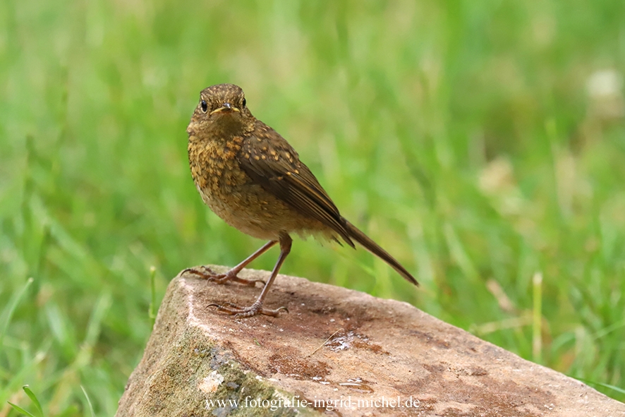 Rotkehlchen-Jungvogel