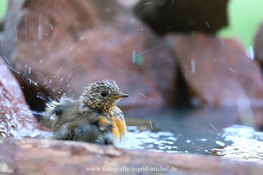 Rotkehlchen beim Baden