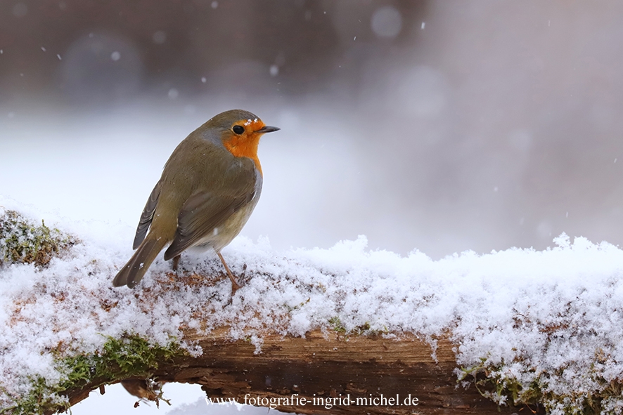 Rotkehlchen im Schnee