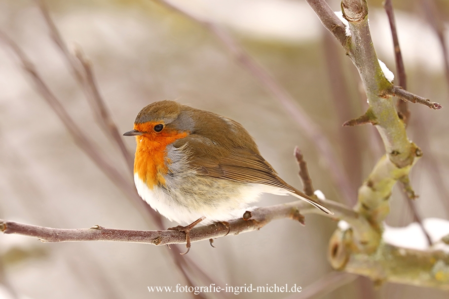 Rotkehlchen im Winter