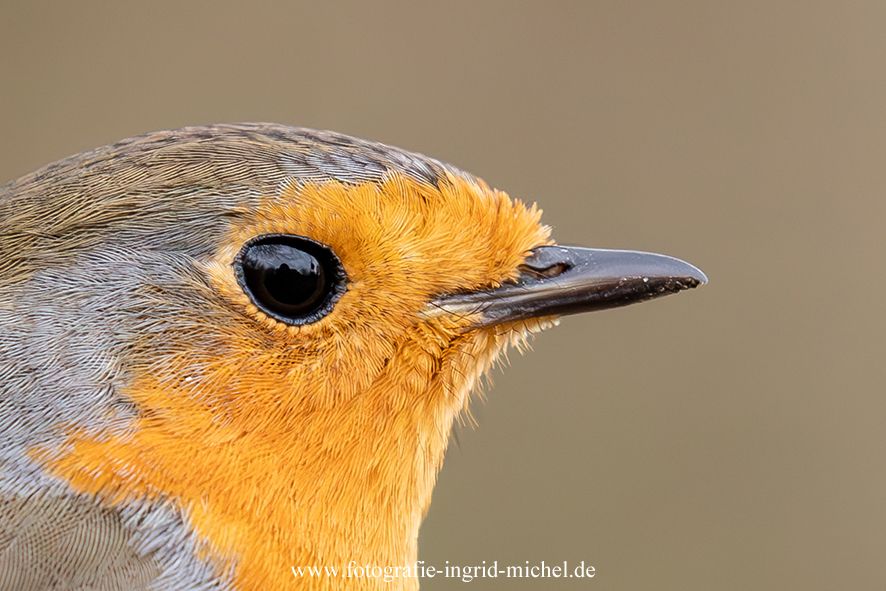 Rotkehlchen: Schnabel