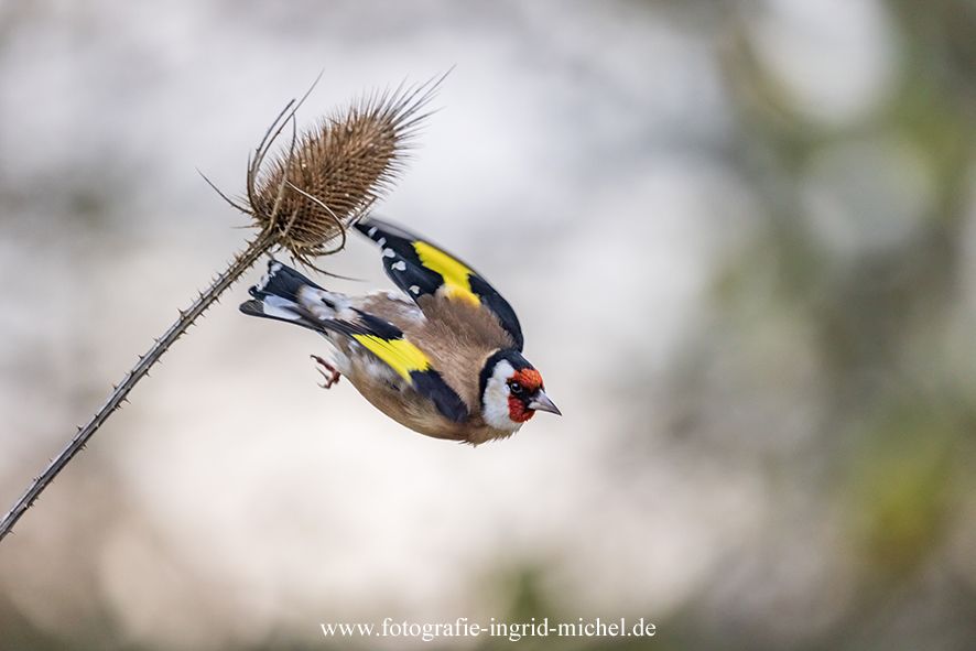 Stieglitz im Abflug