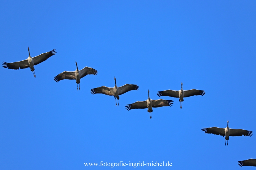 Kraniche ziehen in den Süden