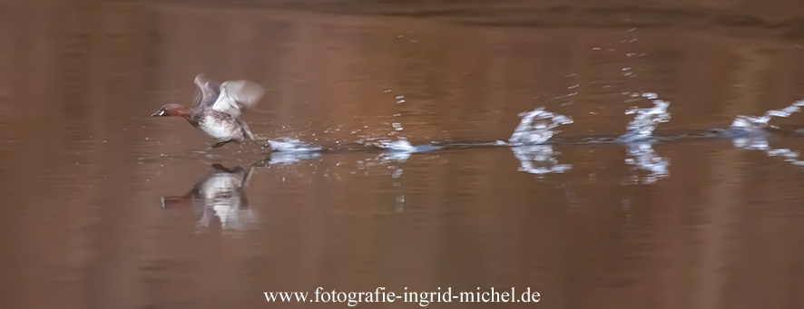 Ein Zwergtaucher läuft übers Wasser