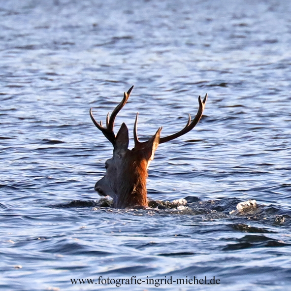 Schwimmender Hirsch im Bodden