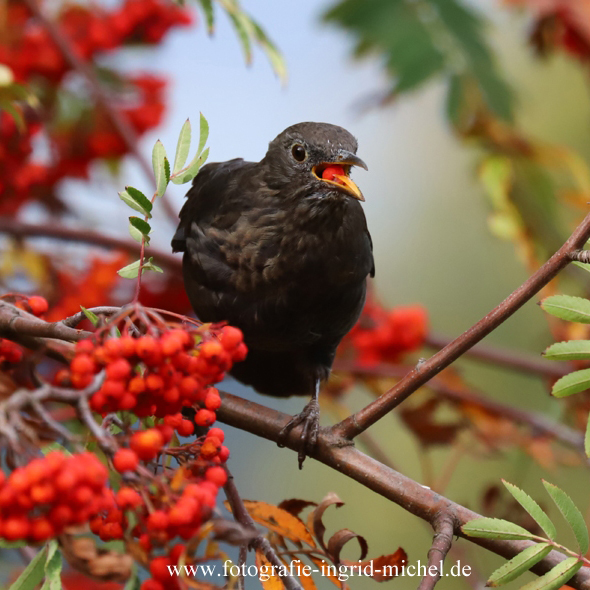 Amsel in der Eberesche