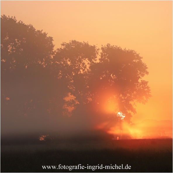 Sonnenaufgang in den Schwalmwiesen