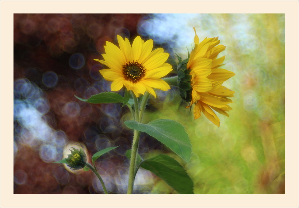 Sonnenblumen