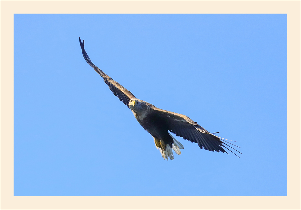 Seeadler