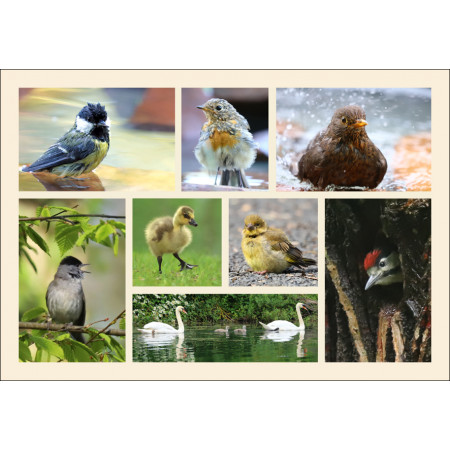 Grußkarte Vögel im Sommer