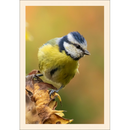 Grußkarte: Vogelporträt Blaumeise (Cyanistes caeruleus)