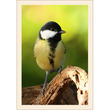 Grußkarte: Vogelporträt Kohlmeise (Parus major)