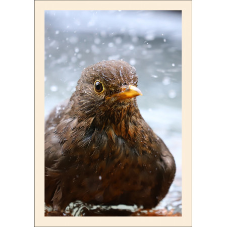 Grußkarte: Vogelporträt Amsel (Turdus merula)